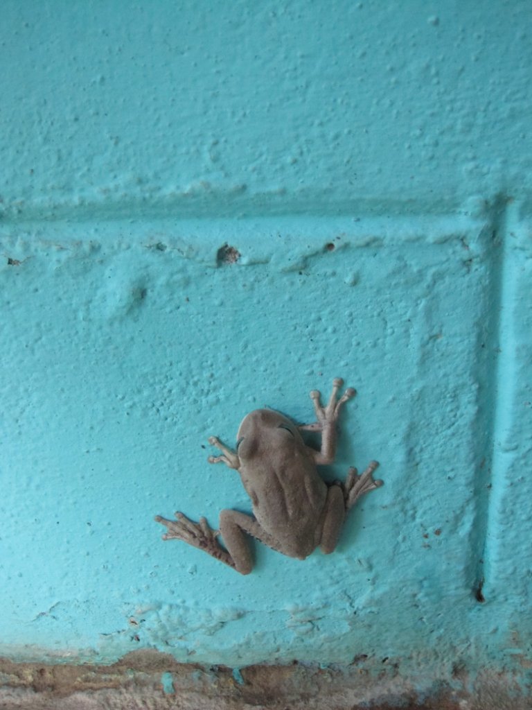 21-Small frog.jpg - Small frog